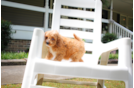 Cavapoo Pup Being Cute