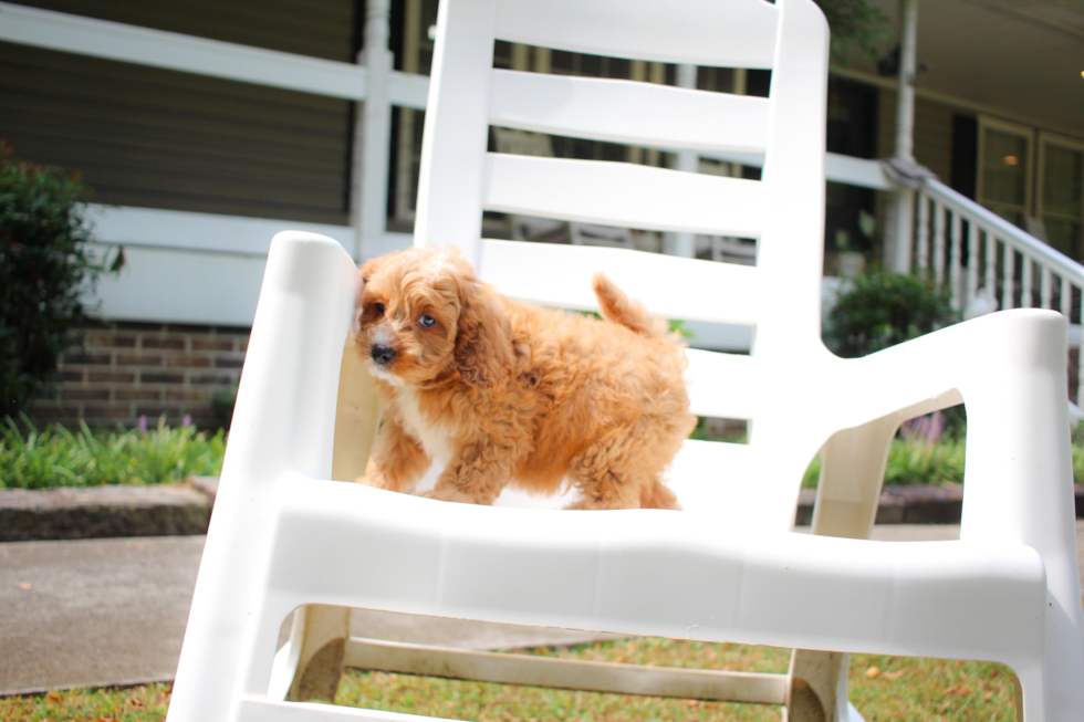 Cavapoo Pup Being Cute