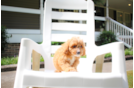 Cavapoo Pup Being Cute