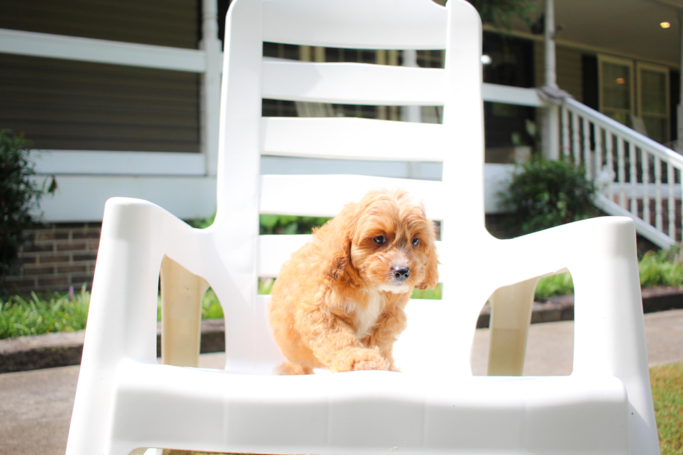 Cavapoo Pup Being Cute