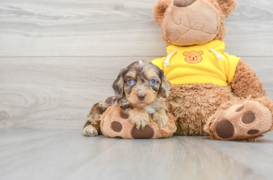 Adorable Cavoodle Poodle Mix Puppy