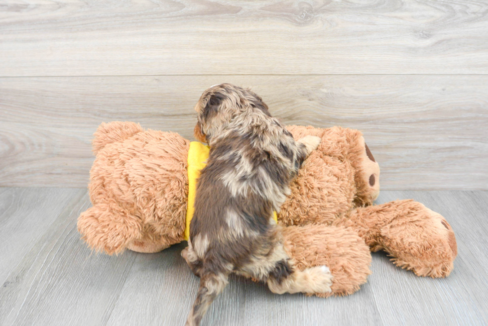 Little Cavoodle Poodle Mix Puppy