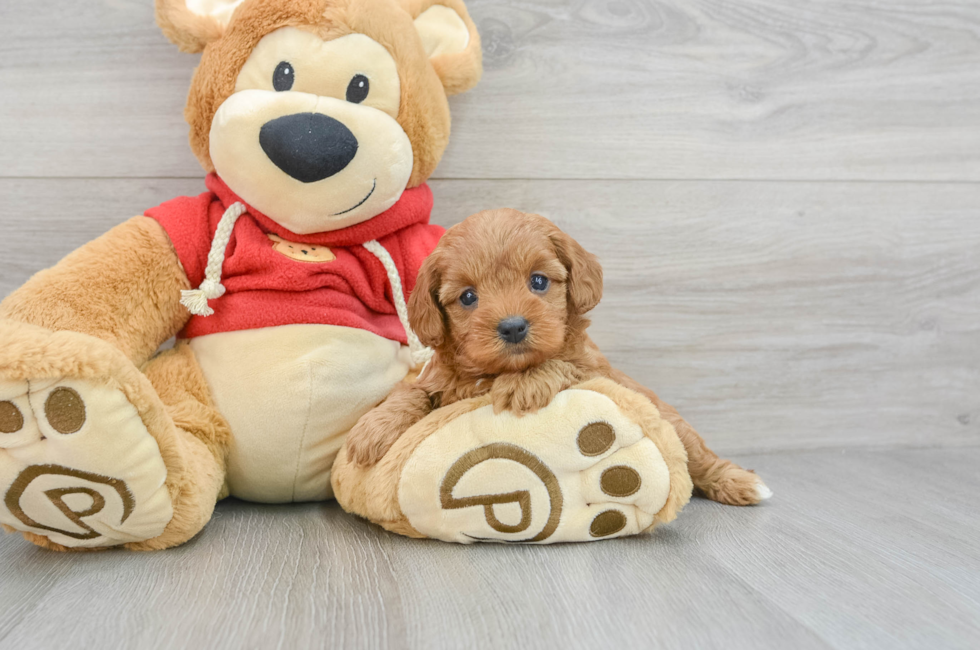 6 week old Cavapoo Puppy For Sale - Simply Southern Pups