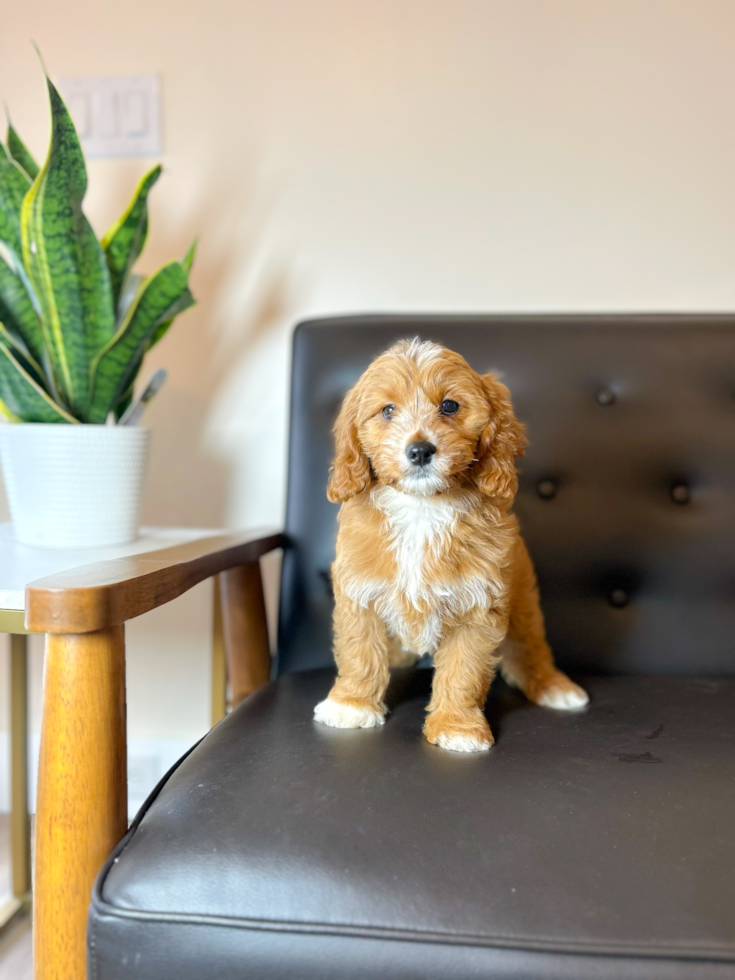 Cute Cavapoo Baby