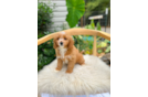 Cavapoo Pup Being Cute