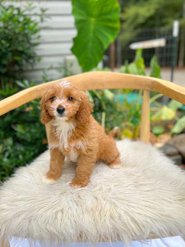 Cavapoo Pup Being Cute