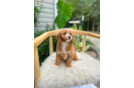 Cavapoo Puppy for Adoption