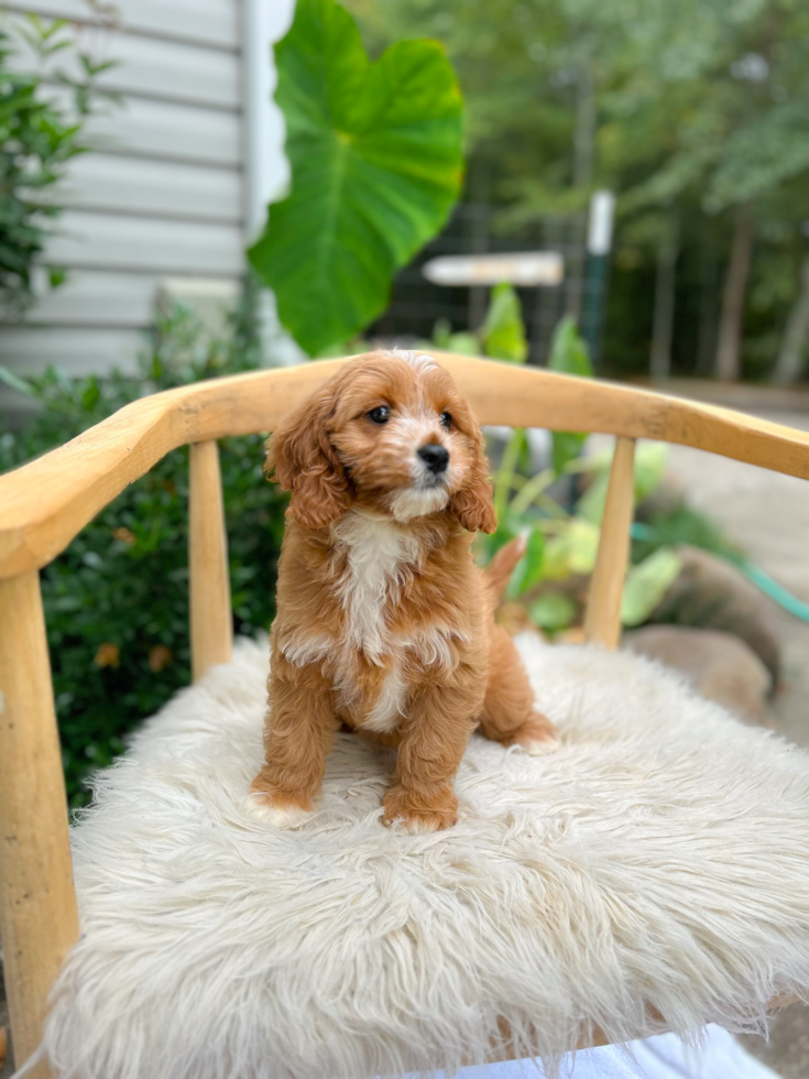 Cavapoo Puppy for Adoption