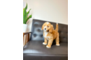 Cavapoo Pup Being Cute