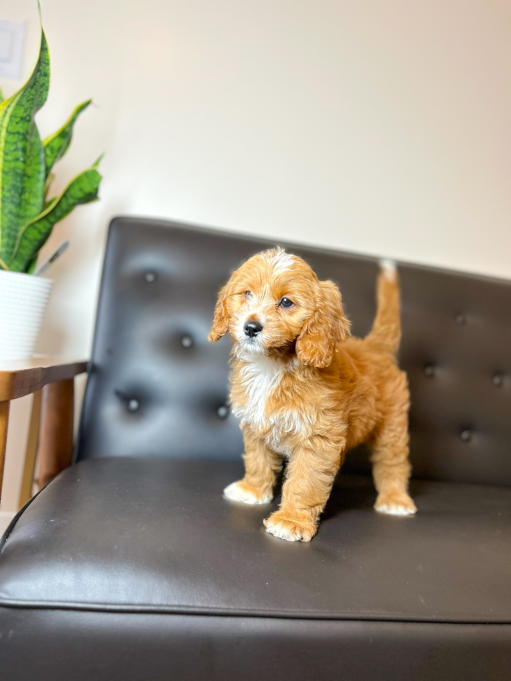 Cavapoo Pup Being Cute