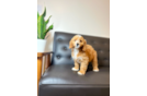 Cute Cavapoo Poodle Mix Pup