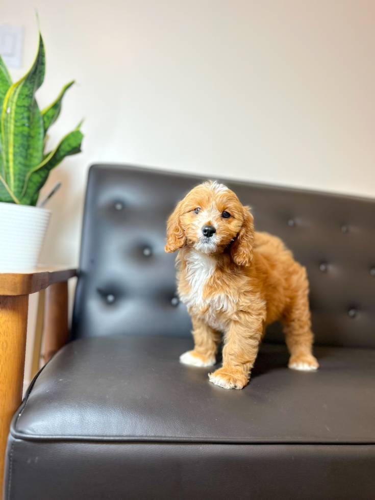 Cute Cavapoo Poodle Mix Pup