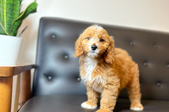 Cute Cavapoo Poodle Mix Pup