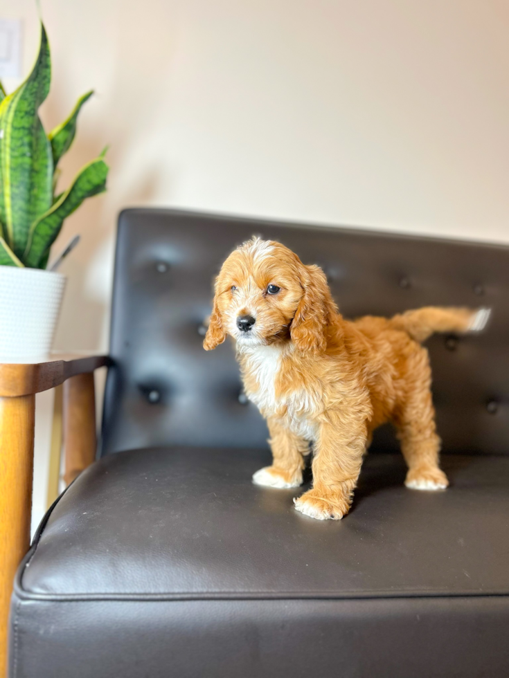 Best Cavapoo Baby