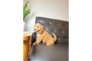 Cute Cavapoodle Poodle Mix Puppy