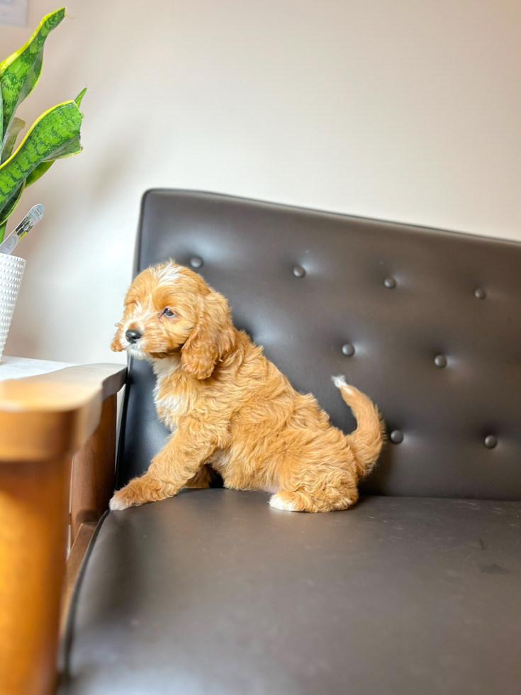 Cute Cavapoodle Poodle Mix Puppy