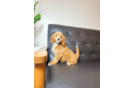 Cavapoo Puppy for Adoption