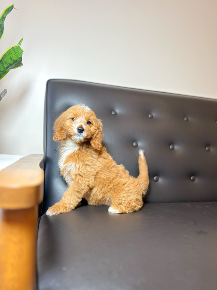 Cavapoo Puppy for Adoption