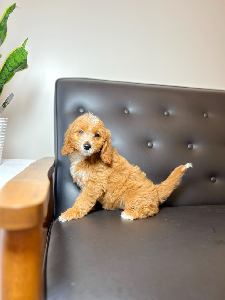 Cavapoo Pup Being Cute