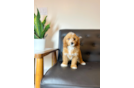 Cute Cavalier King Charles Spaniel and Poodle Mix Poodle Mix Puppy