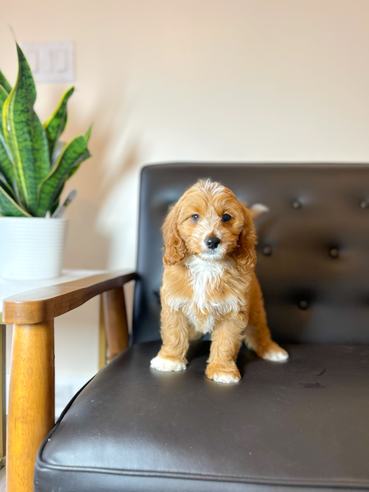 Cute Cavalier King Charles Spaniel and Poodle Mix Poodle Mix Puppy