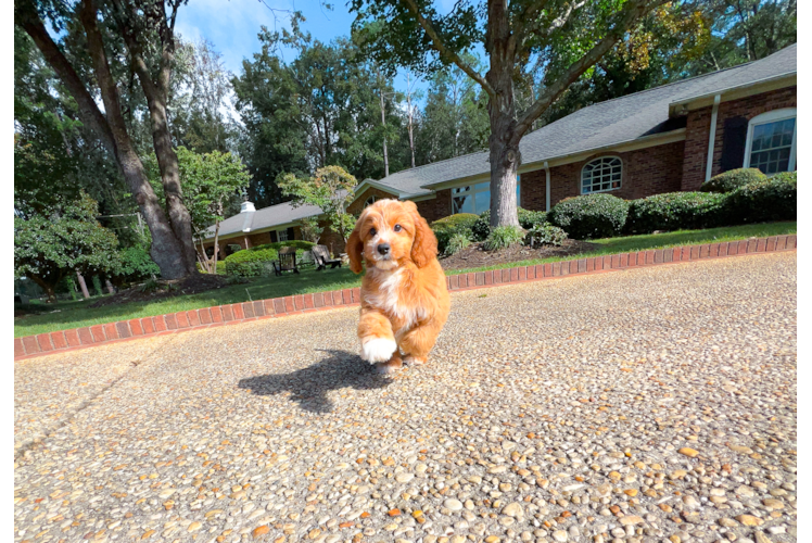 Best Cavapoo Baby