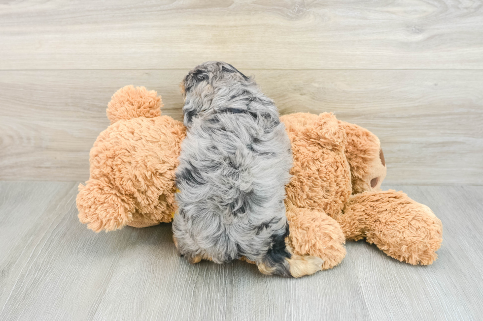 Cavapoo Pup Being Cute