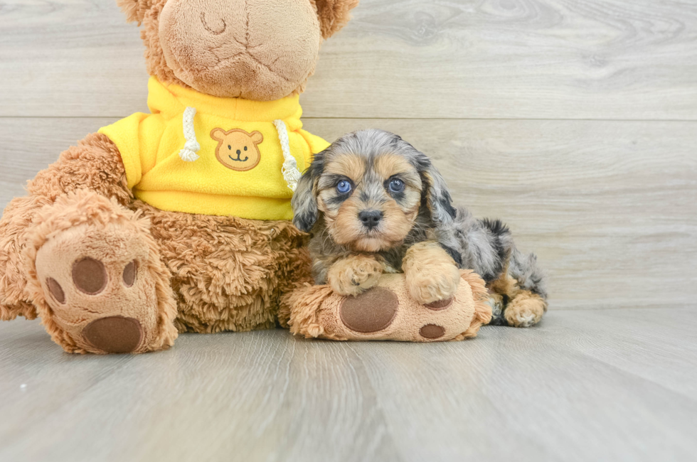 7 week old Cavapoo Puppy For Sale - Simply Southern Pups