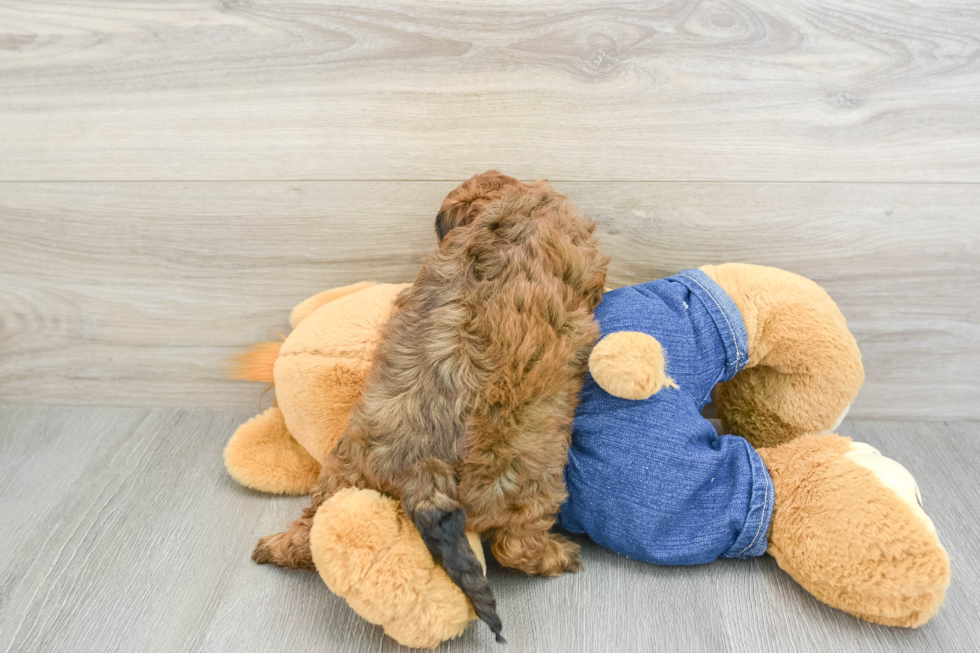 Cavapoo Puppy for Adoption