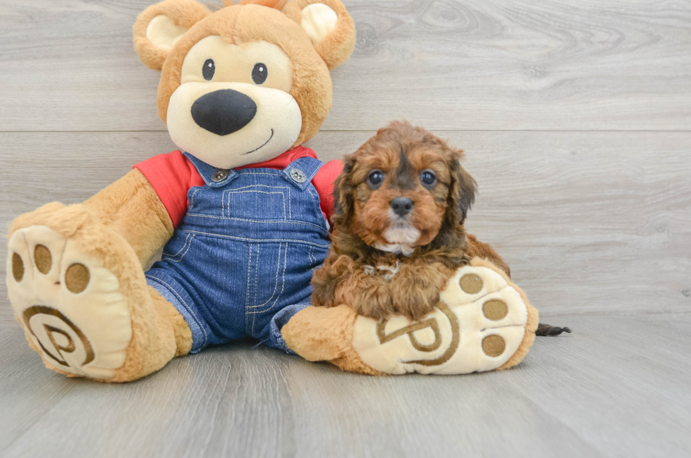 5 week old Cavapoo Puppy For Sale - Simply Southern Pups