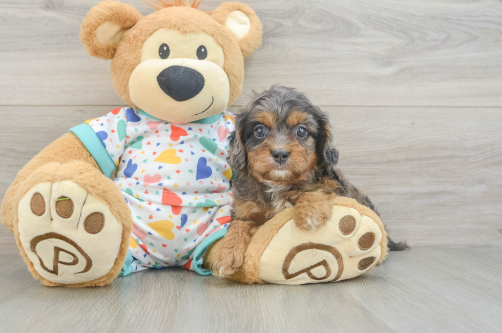 5 week old Cavapoo Puppy For Sale - Simply Southern Pups