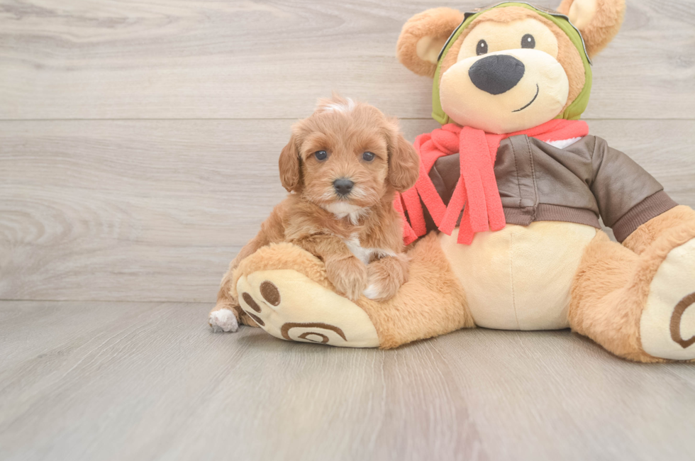 6 week old Cavapoo Puppy For Sale - Simply Southern Pups