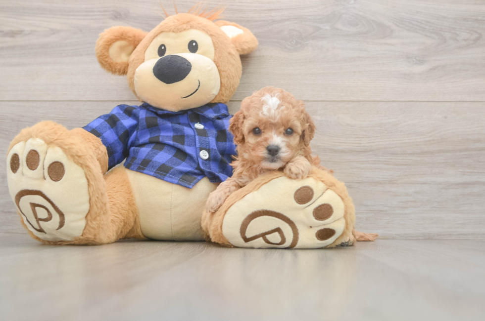 5 week old Cavapoo Puppy For Sale - Simply Southern Pups