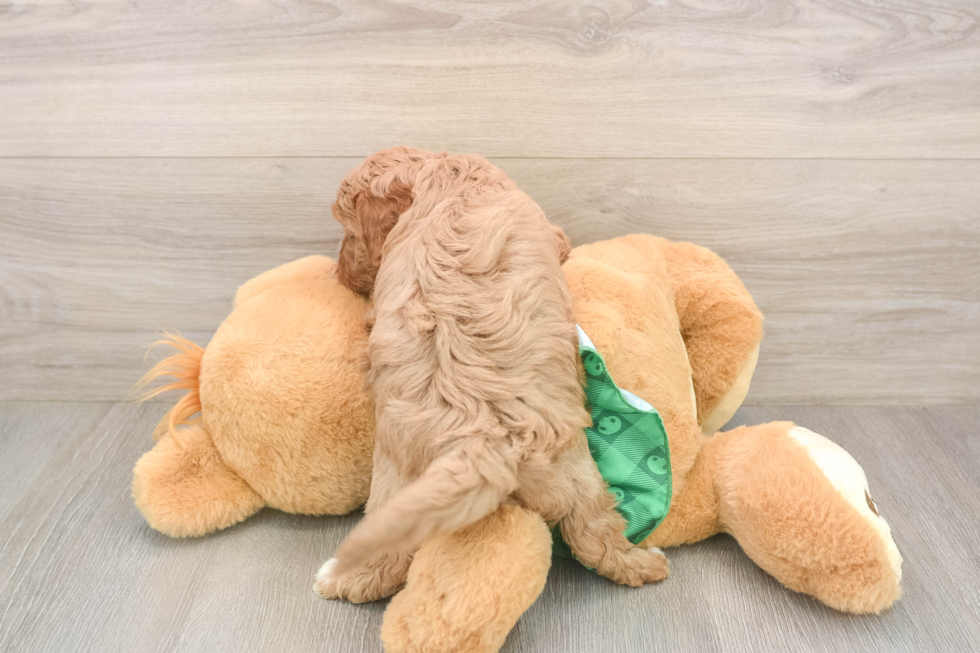 Small Cavapoo Baby