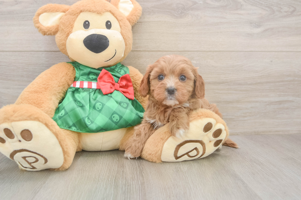 6 week old Cavapoo Puppy For Sale - Simply Southern Pups