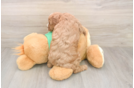 Cavapoo Puppy for Adoption
