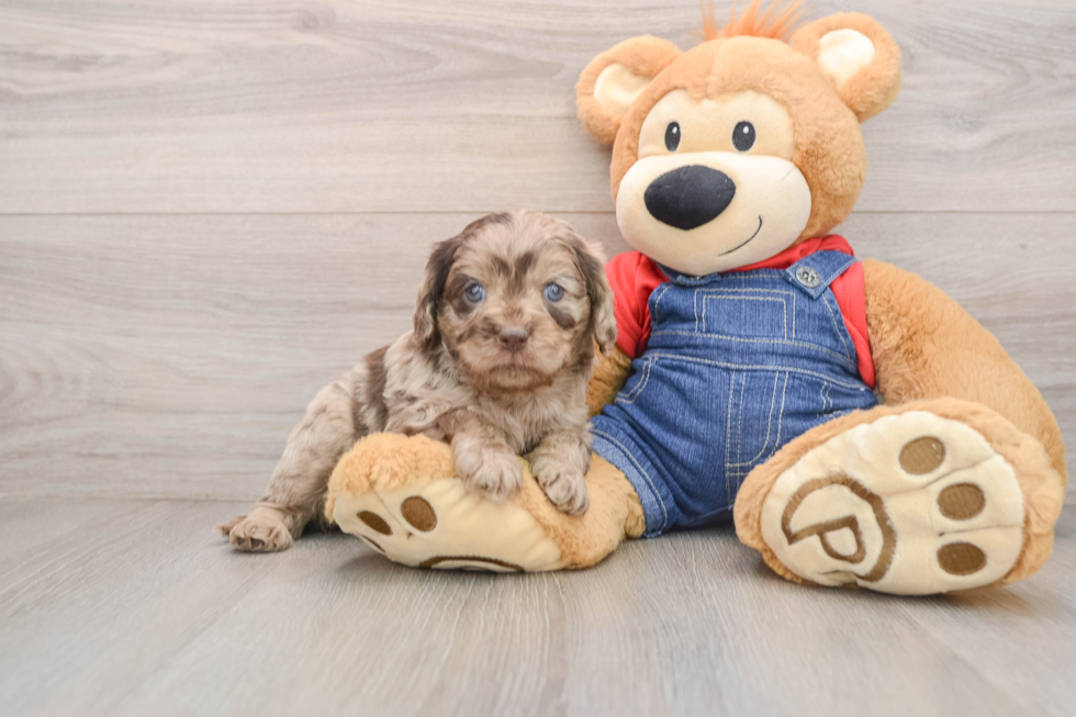 Best Cavapoo Baby