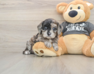 7 week old Cavapoo Puppy For Sale - Simply Southern Pups