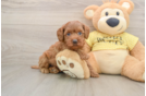 Happy Cavapoo Baby