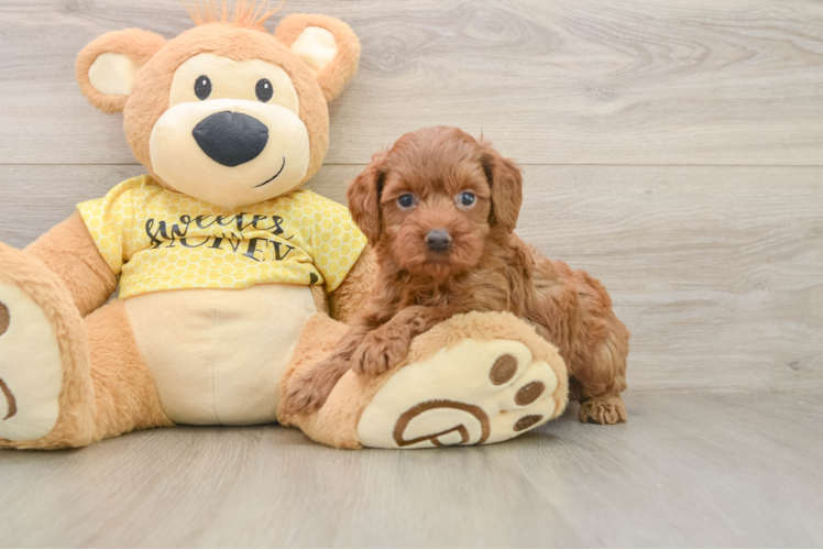 Cavapoo Puppy for Adoption
