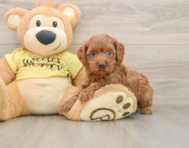 8 week old Cavapoo Puppy For Sale - Simply Southern Pups