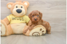 Cavapoo Puppy for Adoption