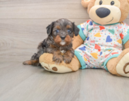 8 week old Cavapoo Puppy For Sale - Simply Southern Pups