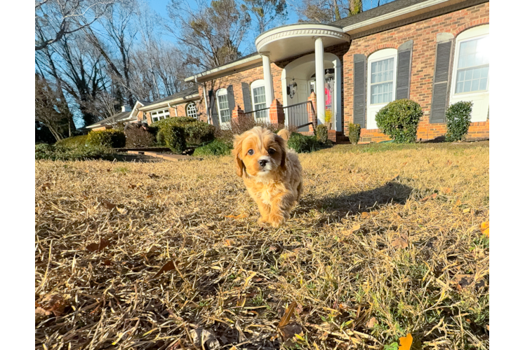 Cavapoo Puppy for Adoption