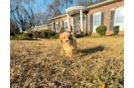 Cavapoo Puppy for Adoption