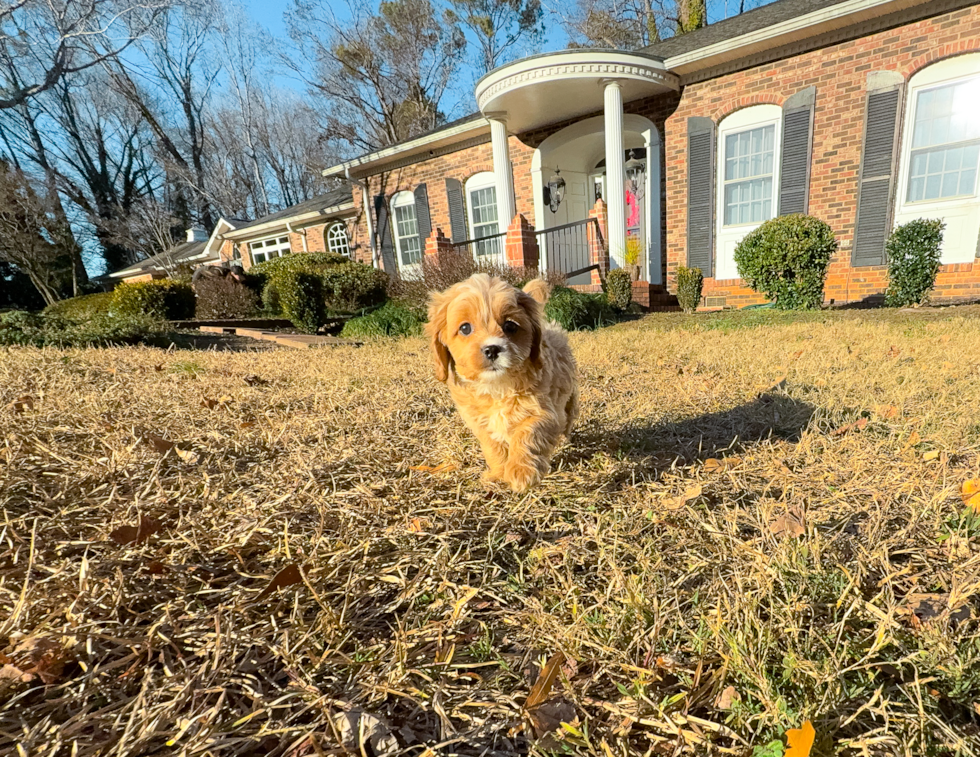 Cavapoo Puppy for Adoption