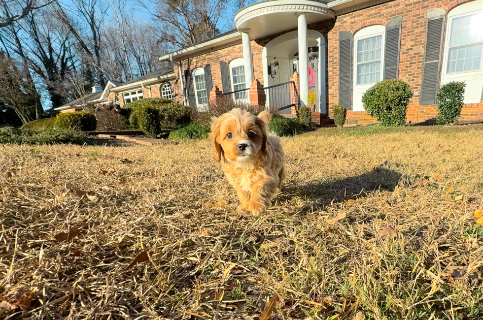 10 week old Cavapoo Puppy For Sale - Simply Southern Pups