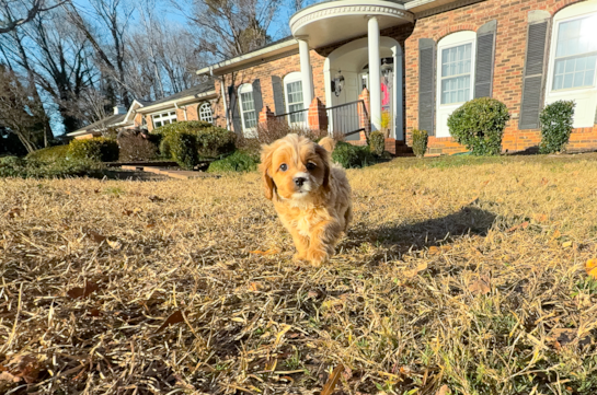 Cavapoo Puppy for Adoption