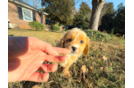 Best Cavapoo Baby