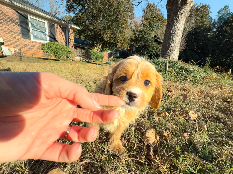 Best Cavapoo Baby